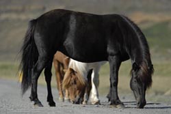 Nordeuropa, Island: Groe Expedition - Islandponys